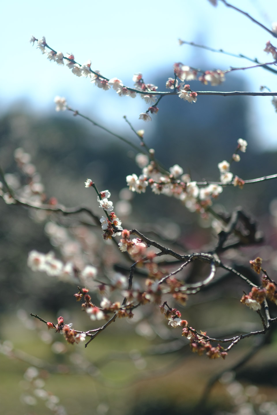 Sakura in Hamarikyu Gardens.